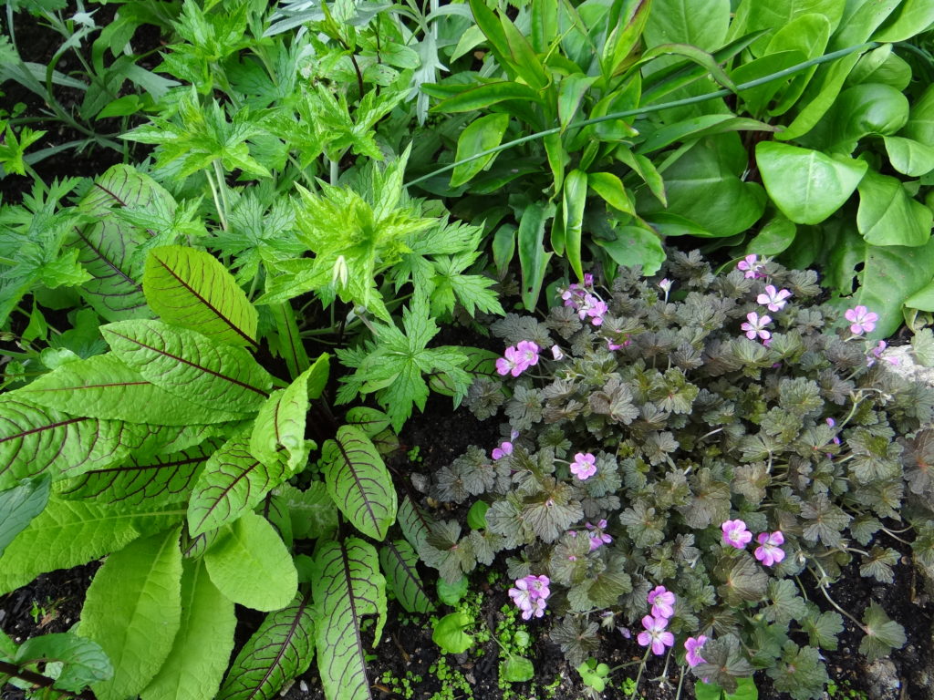 Jardin du 41QS