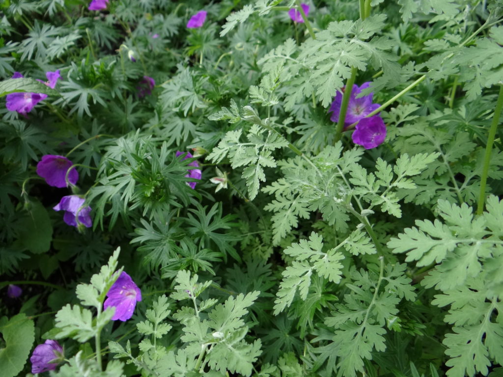 Jardin du 41QS