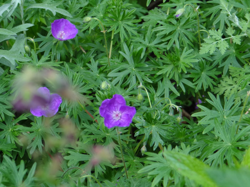 Jardin du 41QS