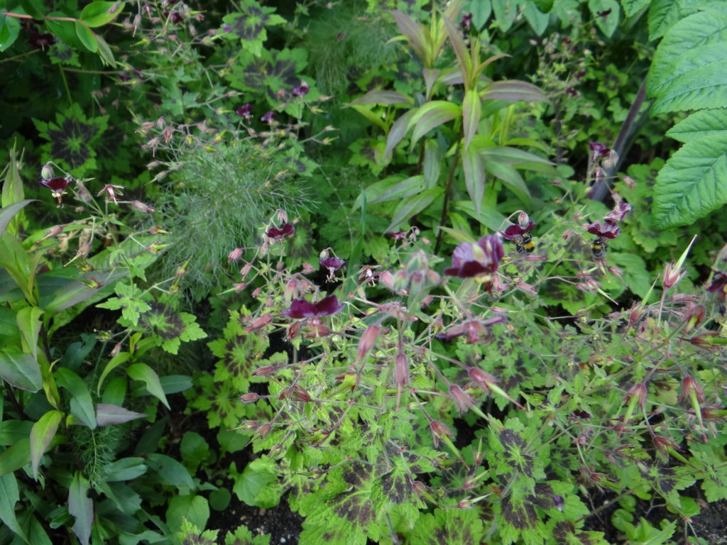 Jardin du 41QS