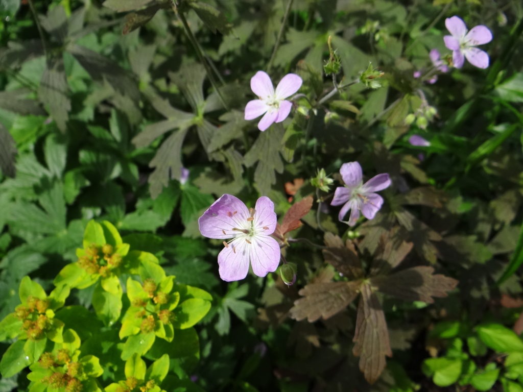 Jardin du 41QS