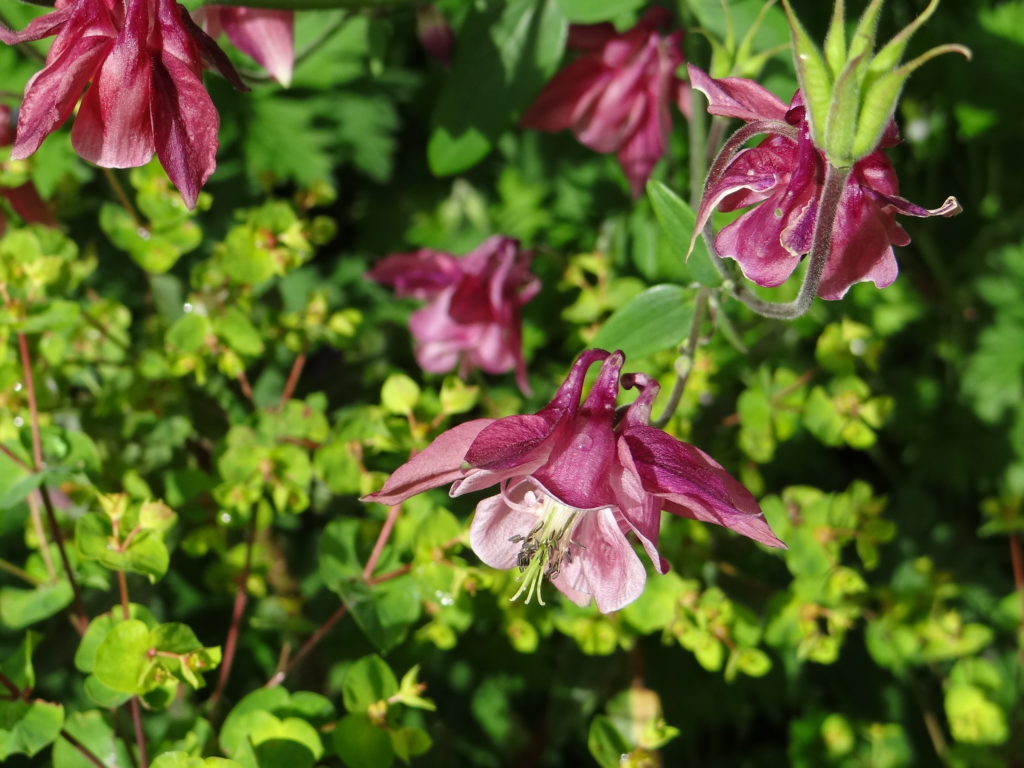 Jardin du 41QS