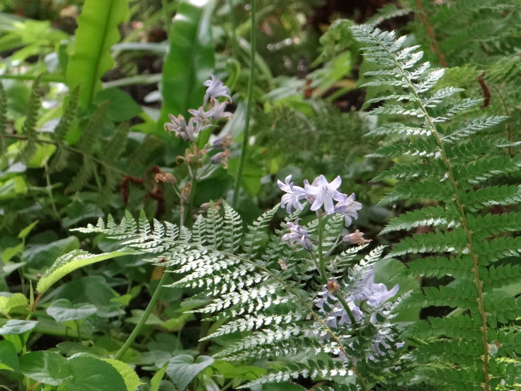 Jardin du 41QS