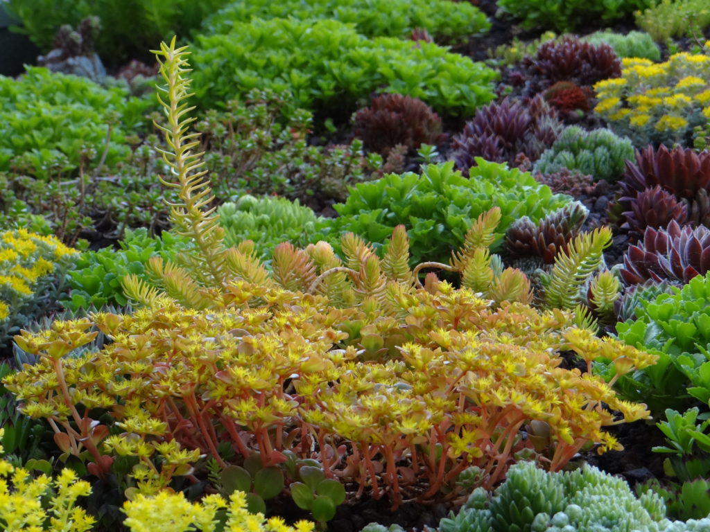 Jardin du 41QS