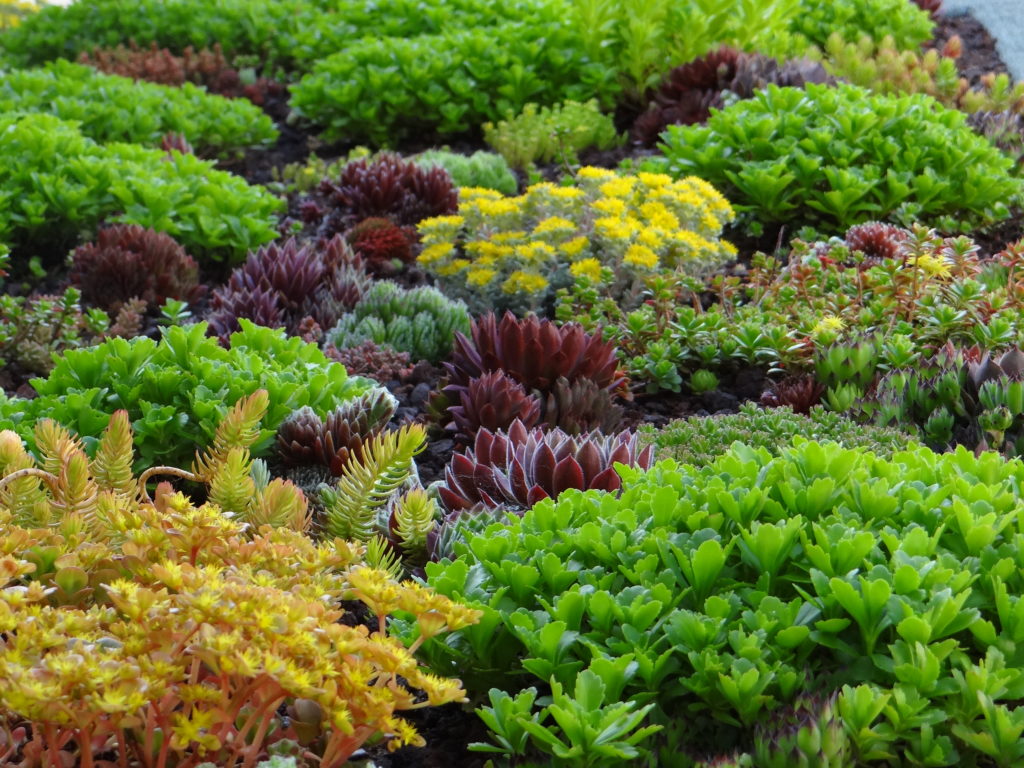 Jardin du 41QS