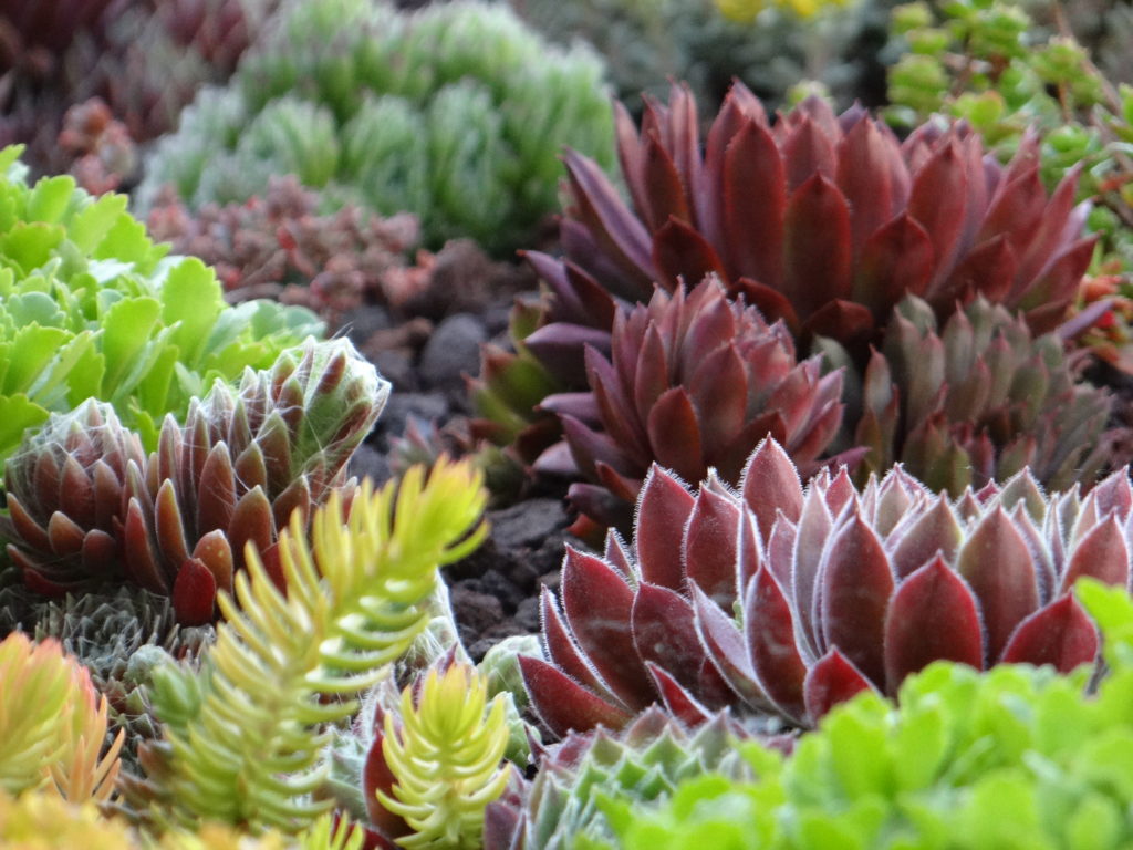 Jardin du 41QS