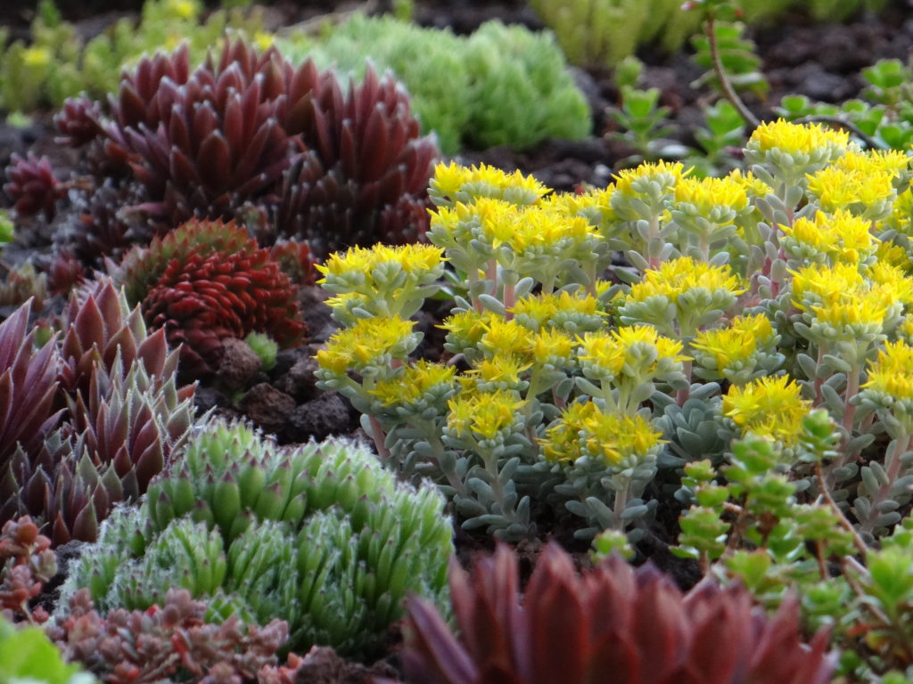 Jardin du 41QS