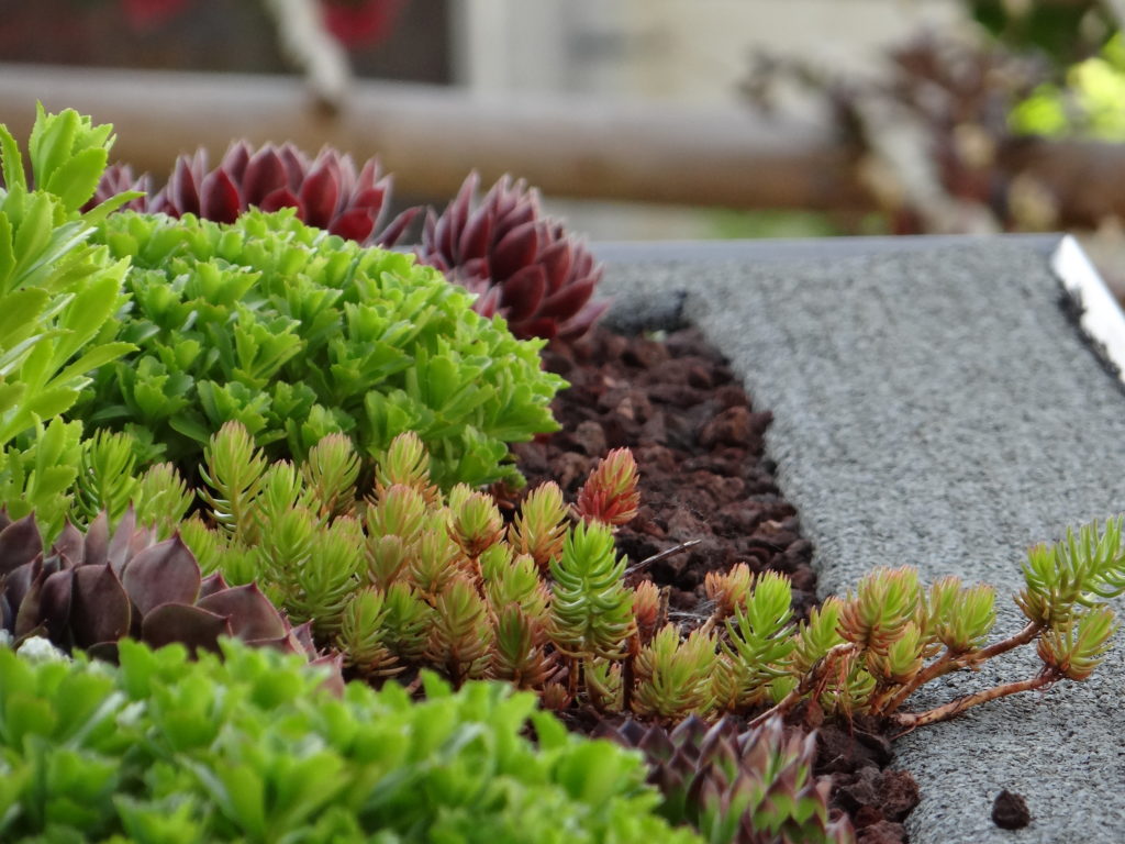 Jardin du 41QS