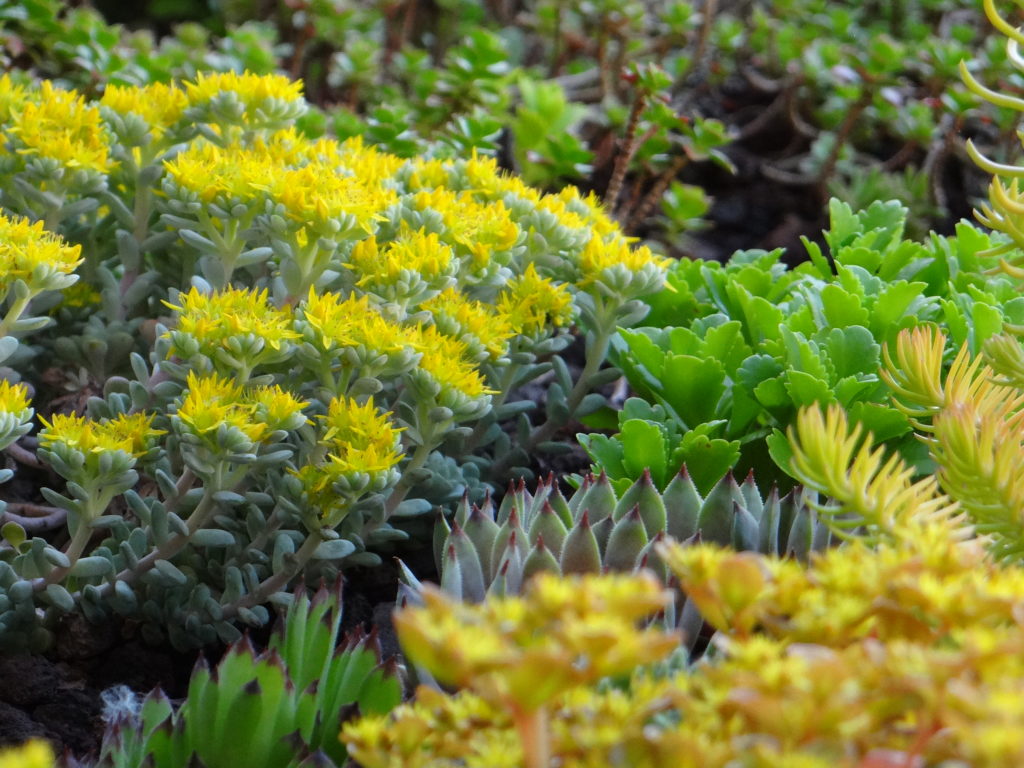 Jardin du 41QS