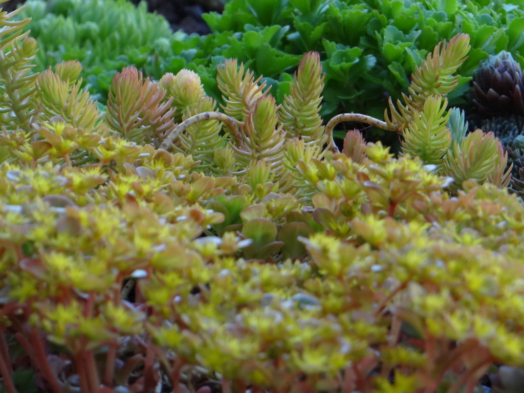 Jardin du 41QS