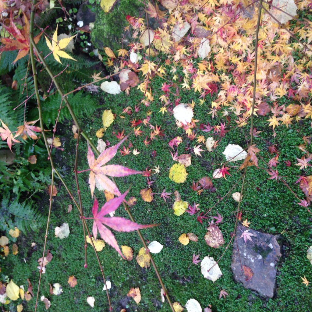 Jardin du 41QS