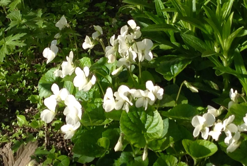 Jardin du 41QS
