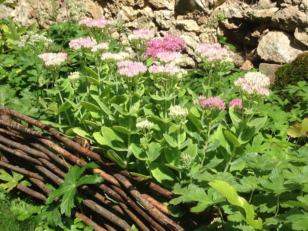 Jardin du 41QS