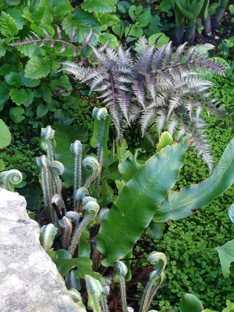 Jardin du 41QS