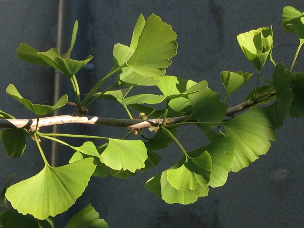 Ginkgo