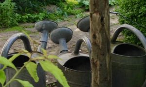 Jardin du 41QS