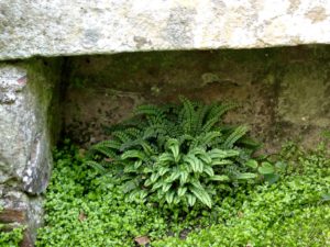 Jardin du 41QS
