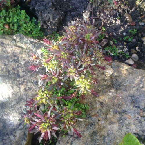 Jardin du 41QS