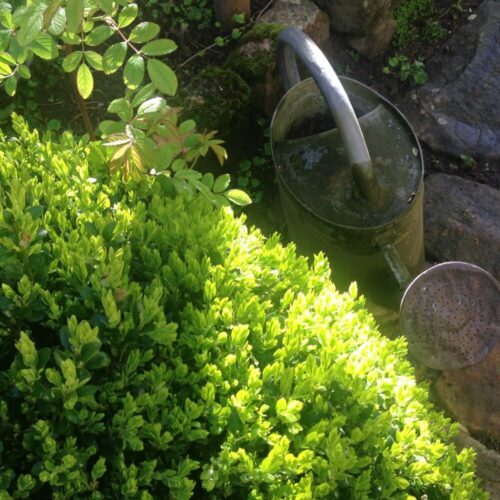 Jardin du 41QS