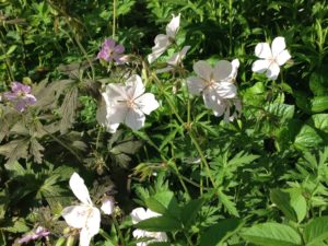 Jardin du 41QS