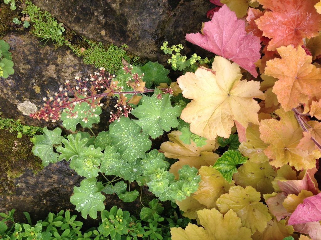Jardin du 41QS