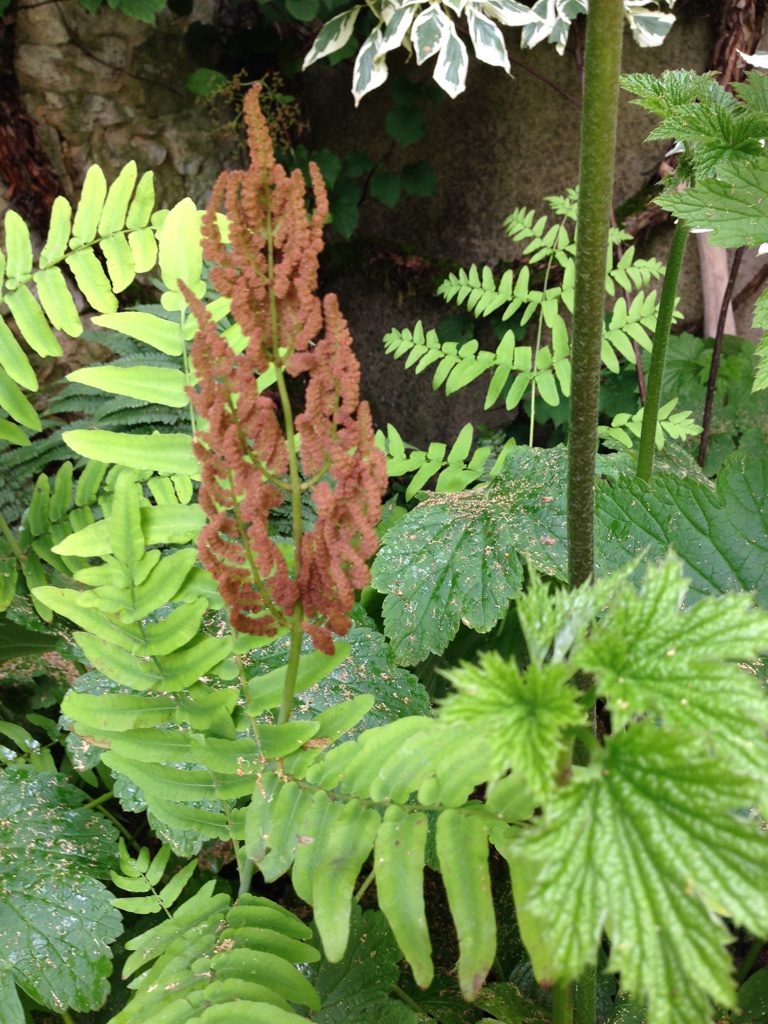 Jardin du 41QS