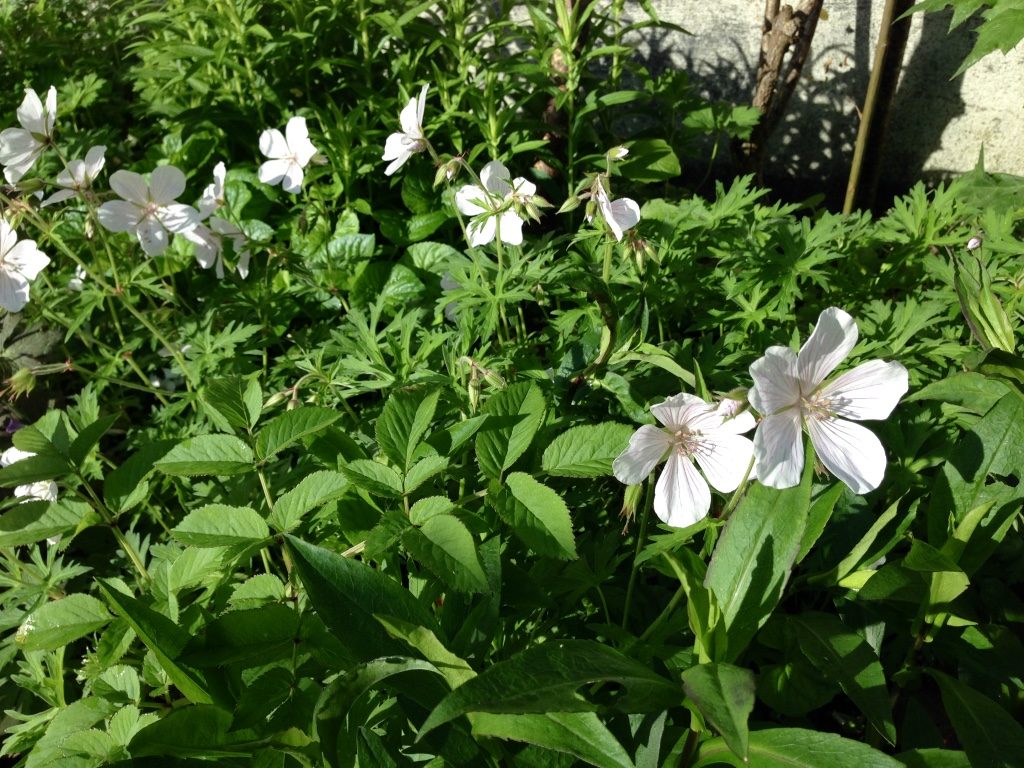 Jardin du 41QS