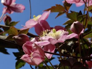 Clématites Montana roses dans le jardin du 41 Quai de Seine