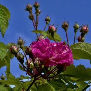 Roses Seven sisters dans le jardin du 41 Quai de Seine