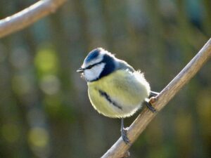 Mésange