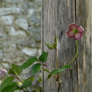 Jardin du 41QS