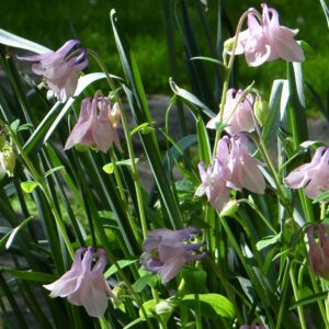 Le jardin du 41 Quai de Seine