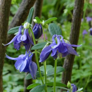 Le jardin du 41 Quai de Seine