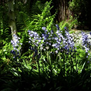 Le jardin du 41 Quai de Seine