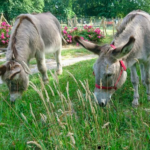 Randonnée en âne en forêt de Fontainebleau